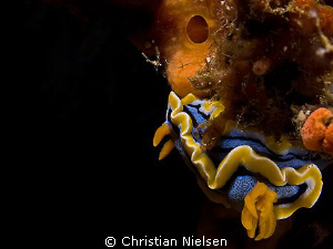 I like Nubranchs. Sometimes quite hard to find a good com... by Christian Nielsen 